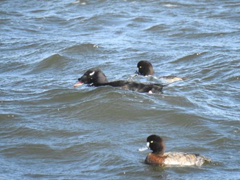 White-winged Scoter 日の出三番瀬沿い緑道 Sat, 11/21/2020