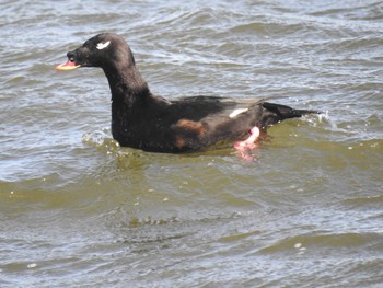 White-winged Scoter 日の出三番瀬沿い緑道 Sat, 11/21/2020