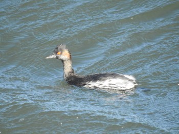 Black-necked Grebe 日の出三番瀬沿い緑道 Sat, 11/21/2020