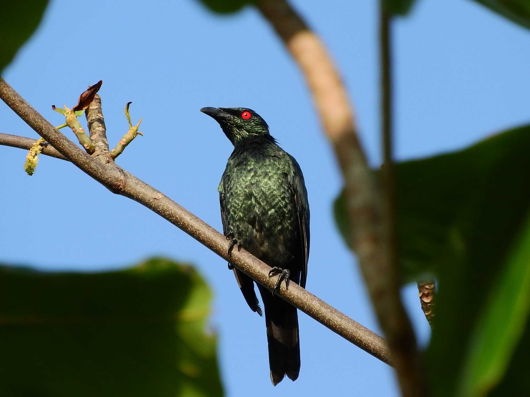 Asian Glossy Starling