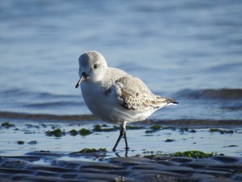 2020年11月21日(土) ふなばし三番瀬海浜公園の野鳥観察記録