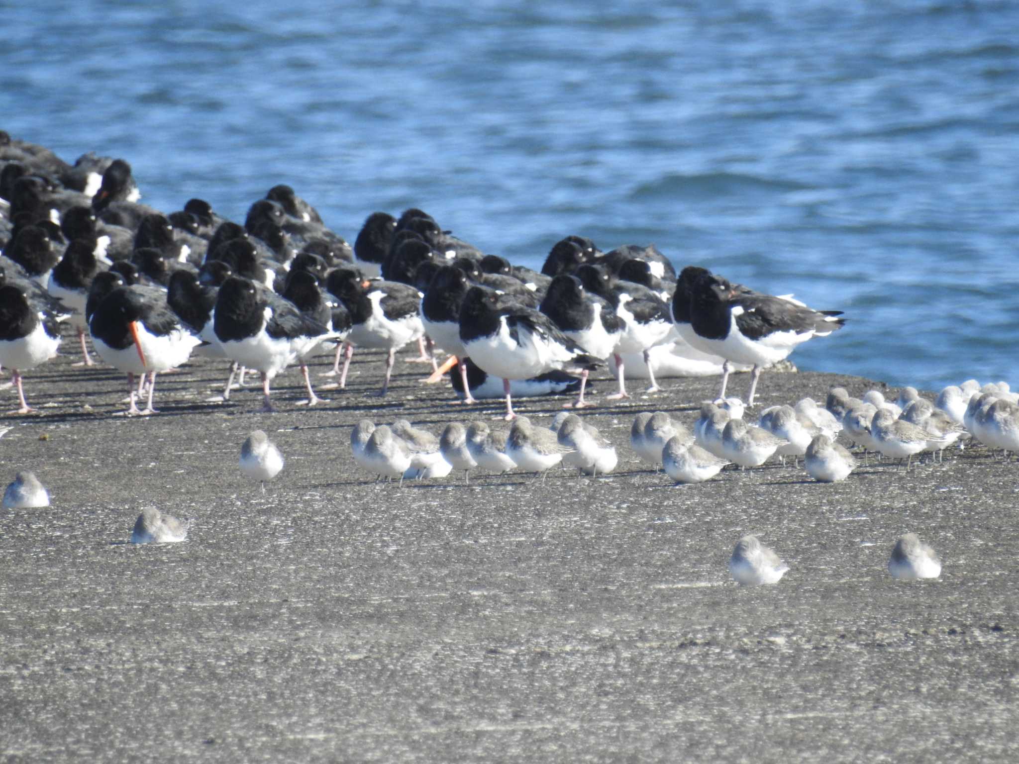 ふなばし三番瀬海浜公園 ミヤコドリの写真 by Kozakuraband