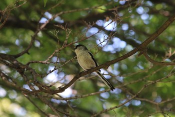 Long-tailed Tit 大丸ピーコック国立さくら通り店 Wed, 10/12/2016