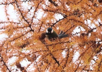 シジュウカラ 旭山記念公園 2020年11月22日(日)