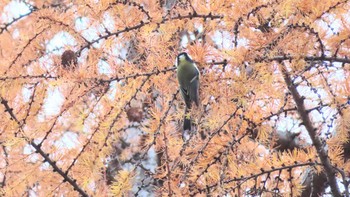 シジュウカラ 旭山記念公園 2020年11月22日(日)