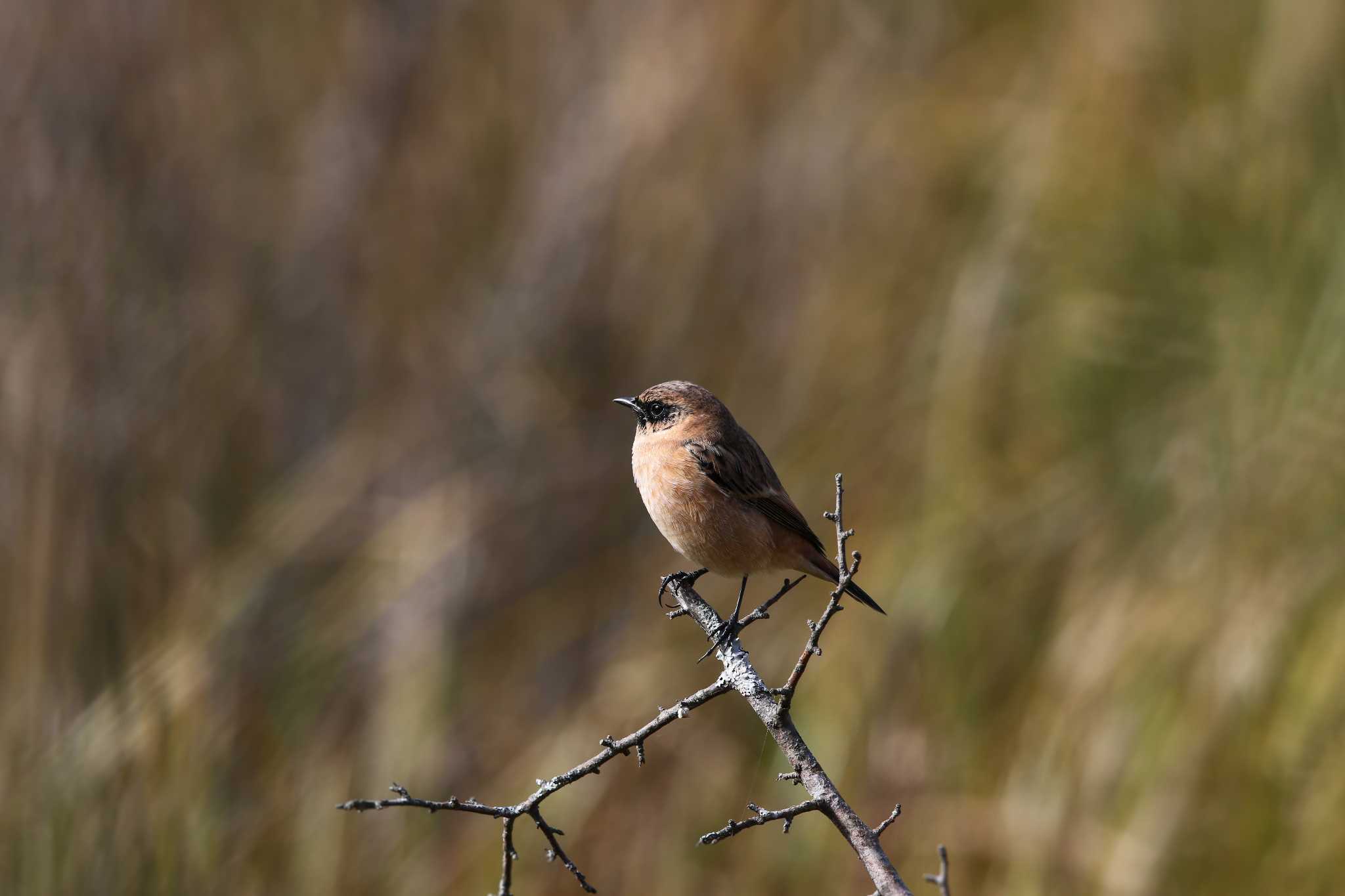 Photo of Amur Stonechat at Senjogahara Marshland by Trio