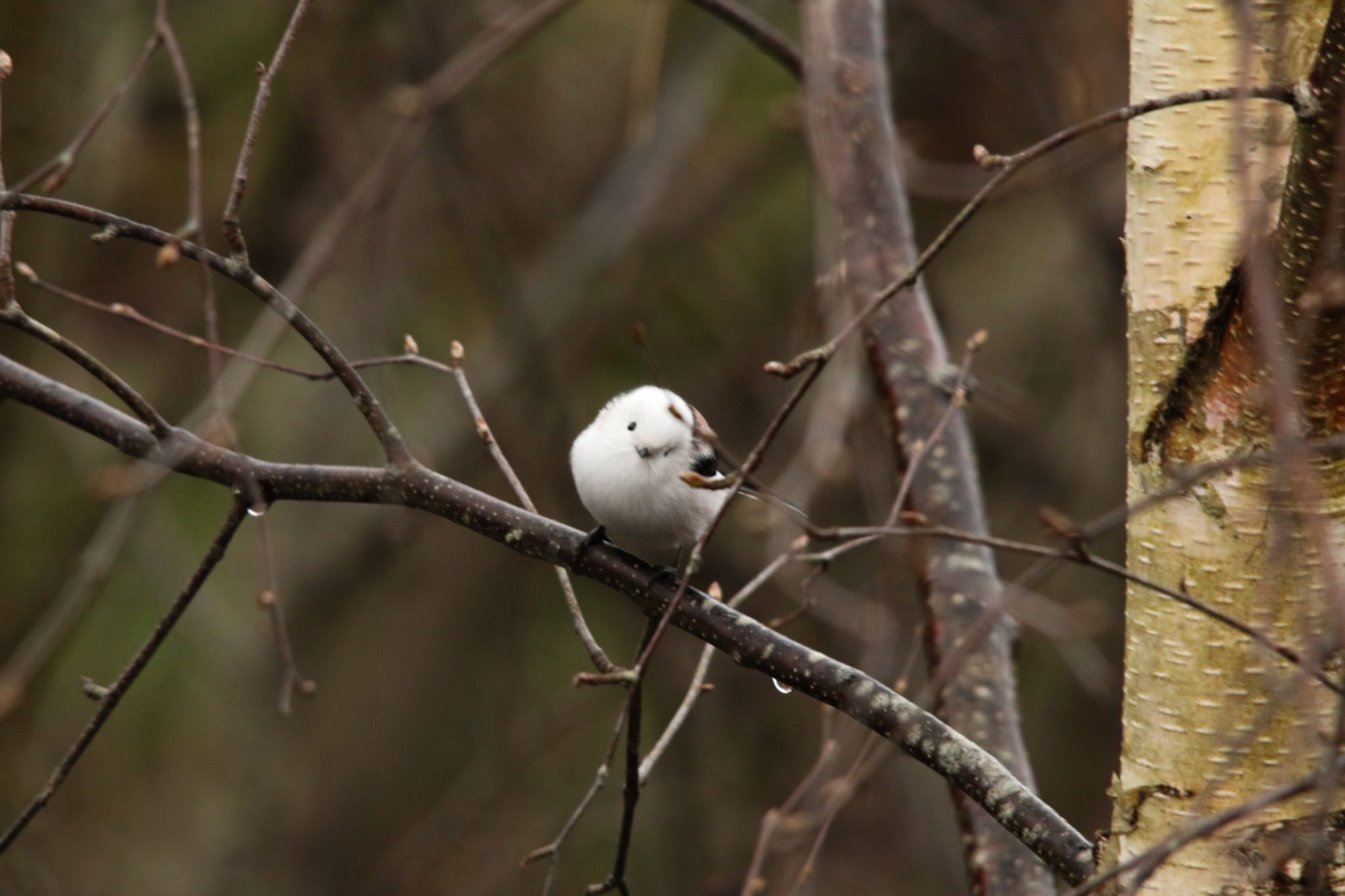 Long-tailed tit(japonicus)