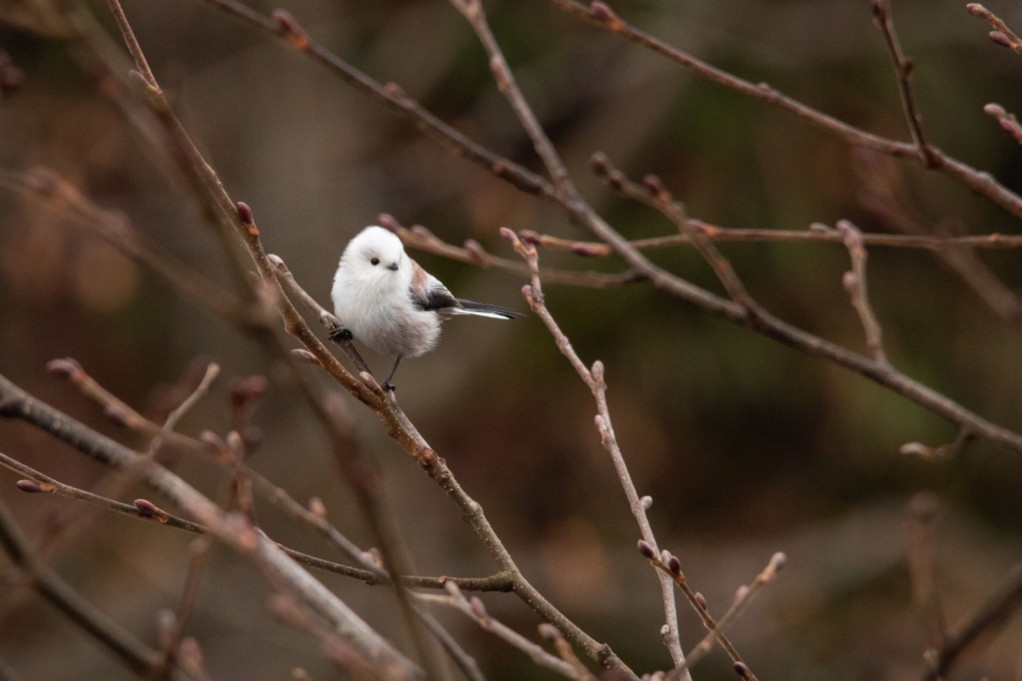 Long-tailed tit(japonicus)