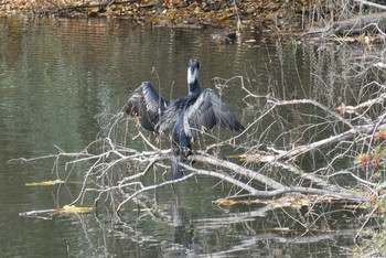 カワウ 赤羽自然観察公園 2020年11月22日(日)