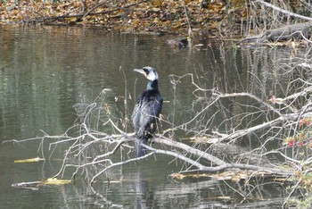 Great Cormorant 赤羽自然観察公園 Sun, 11/22/2020