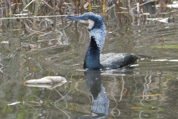 カワウ 赤羽自然観察公園 2020年11月22日(日)