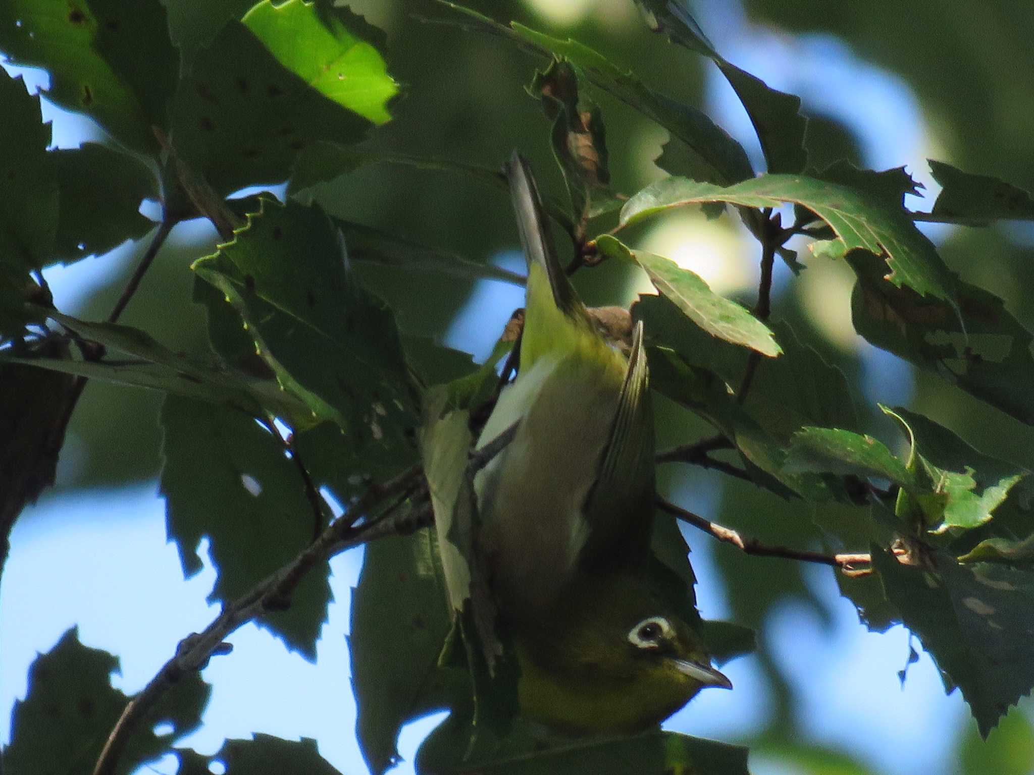 錦織公園 メジロの写真