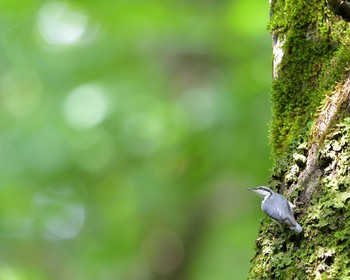 Eurasian Nuthatch Tamahara Wetland Sun, 7/24/2016