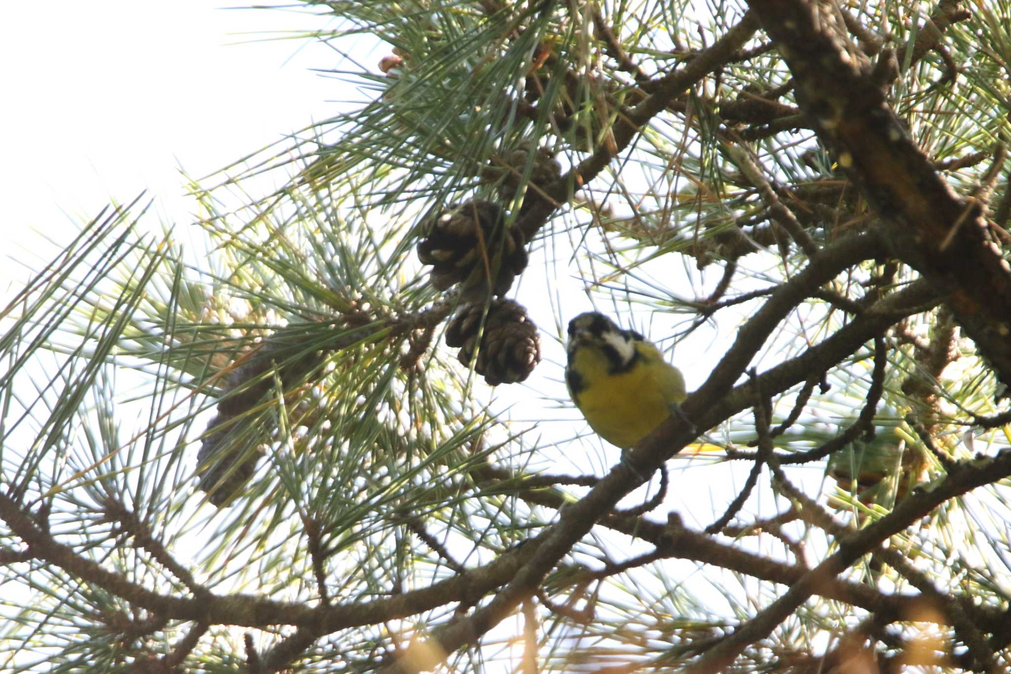 Photo of Yellow-bellied Tit at 千葉県 by マイク