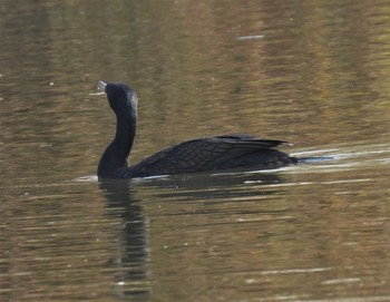 カワウ 水郷公園 2020年11月19日(木)