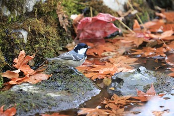 ヒガラ 北海道 函館市 見晴公園 2020年11月22日(日)