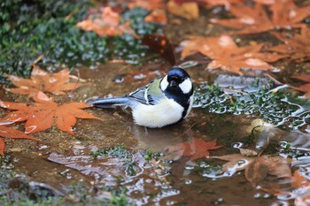 シジュウカラ 北海道 函館市 見晴公園 2020年11月22日(日)