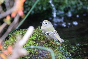 キクイタダキ 北海道 函館市 見晴公園 2020年11月22日(日)