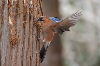 Eurasian Jay(brandtii) Miharashi Park(Hakodate) Sun, 11/22/2020