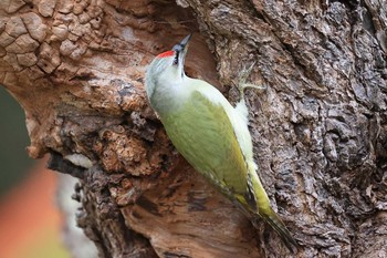 Grey-headed Woodpecker Miharashi Park(Hakodate) Sun, 11/22/2020