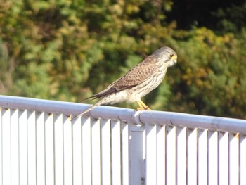 2020年11月22日(日) 相模原沈殿池の野鳥観察記録