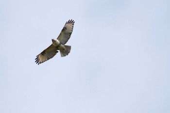 Eastern Buzzard Shirakaba-touge Mon, 10/10/2016