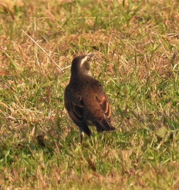 Thu, 11/19/2020 Birding report at 水郷公園