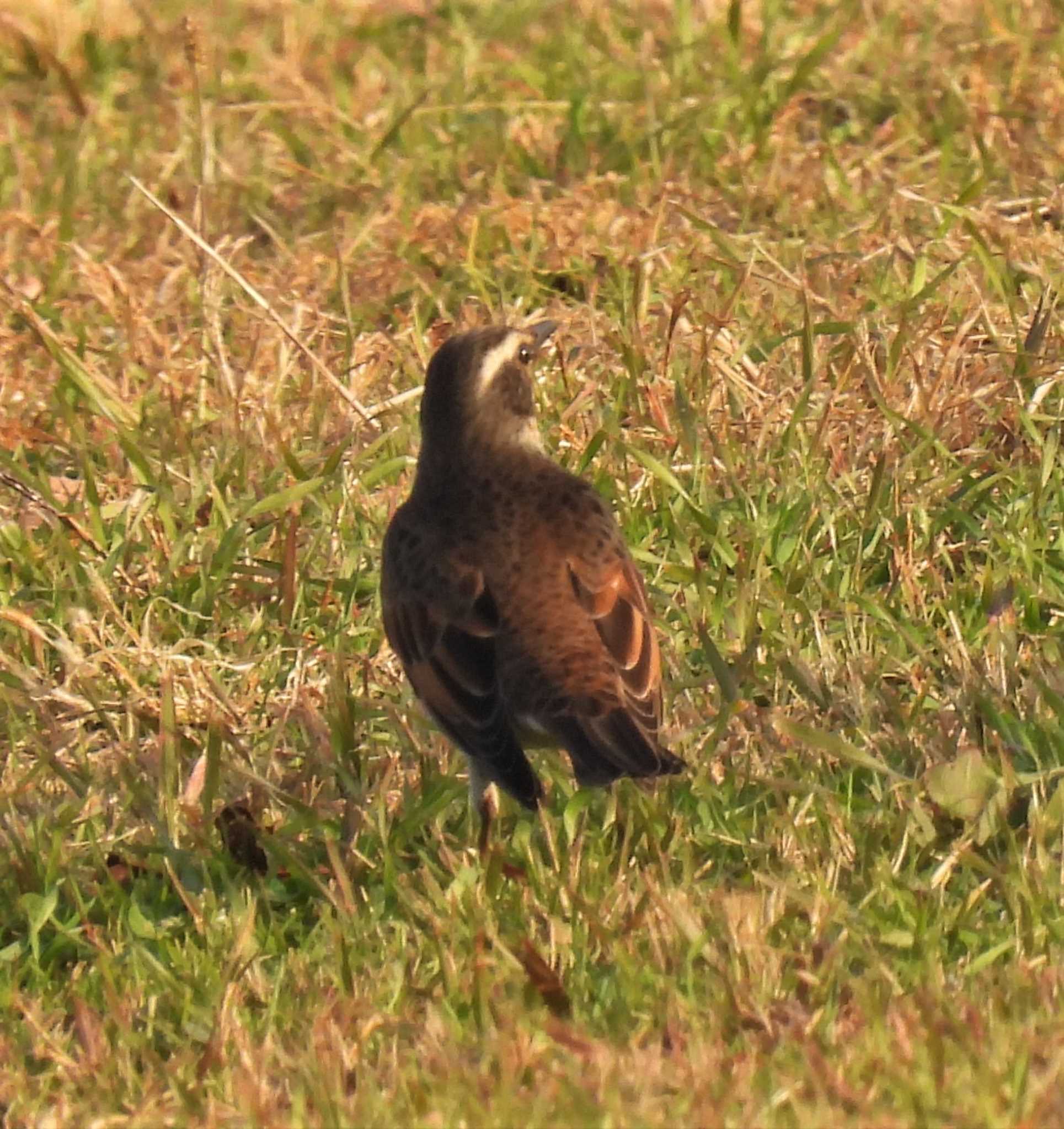 カワウ