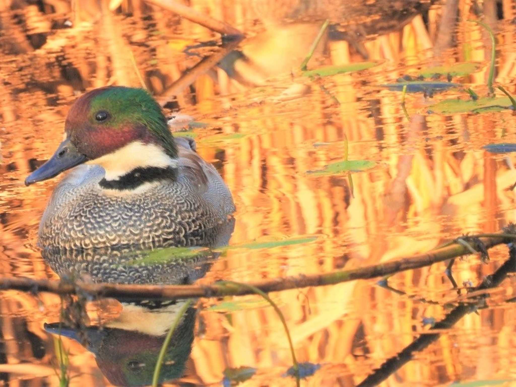 Falcated Duck