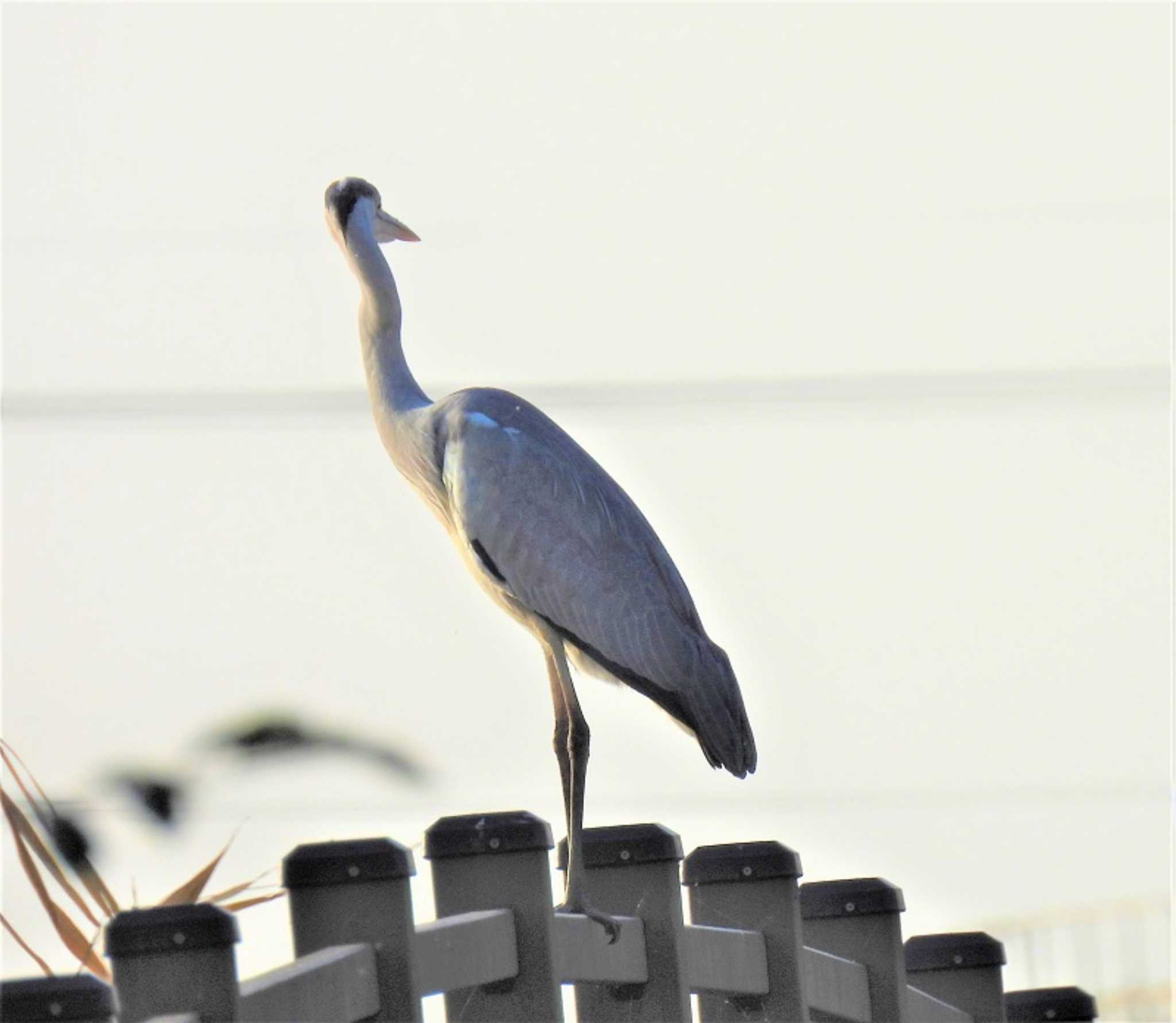 Grey Heron