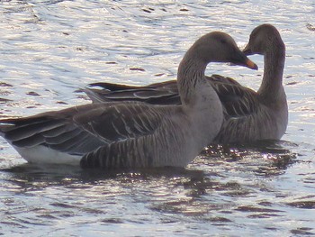 Taiga Bean Goose 琵琶湖 Wed, 10/12/2016