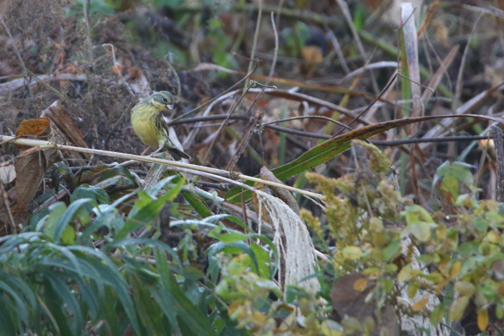 Masked Bunting