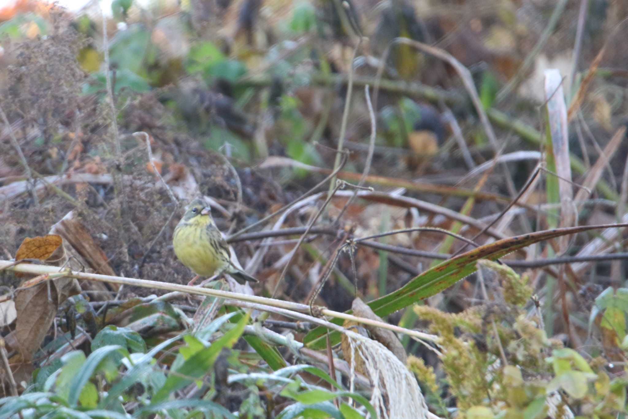 Masked Bunting