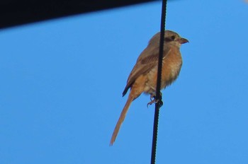 チベットモズ Doi Pha Hom Pok National Park 2020年11月19日(木)