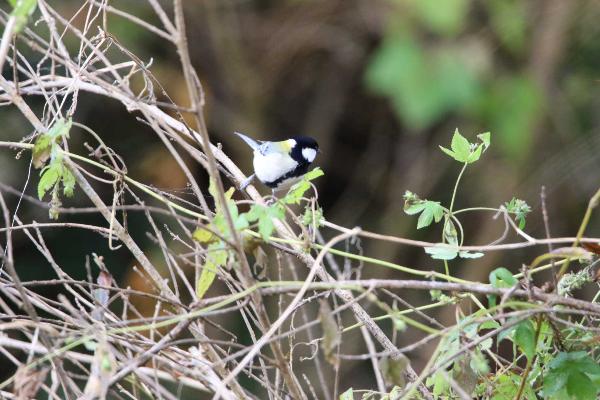 Japanese Tit