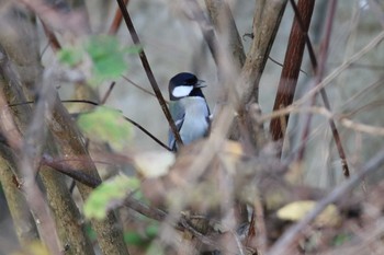 Japanese Tit Koyama Dam Sun, 11/22/2020