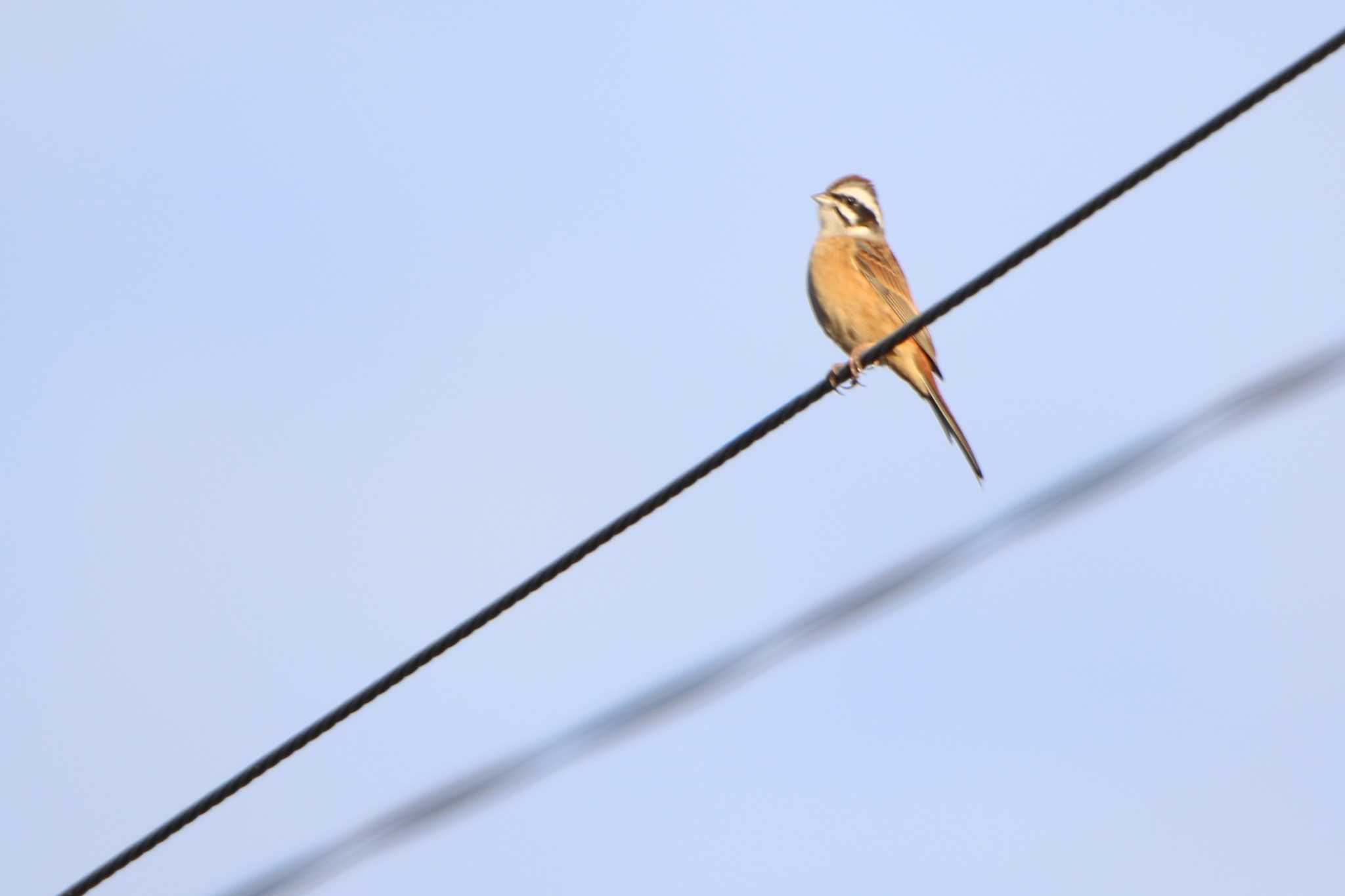 Photo of Meadow Bunting at Koyama Dam by くる?EWI&FS✈️