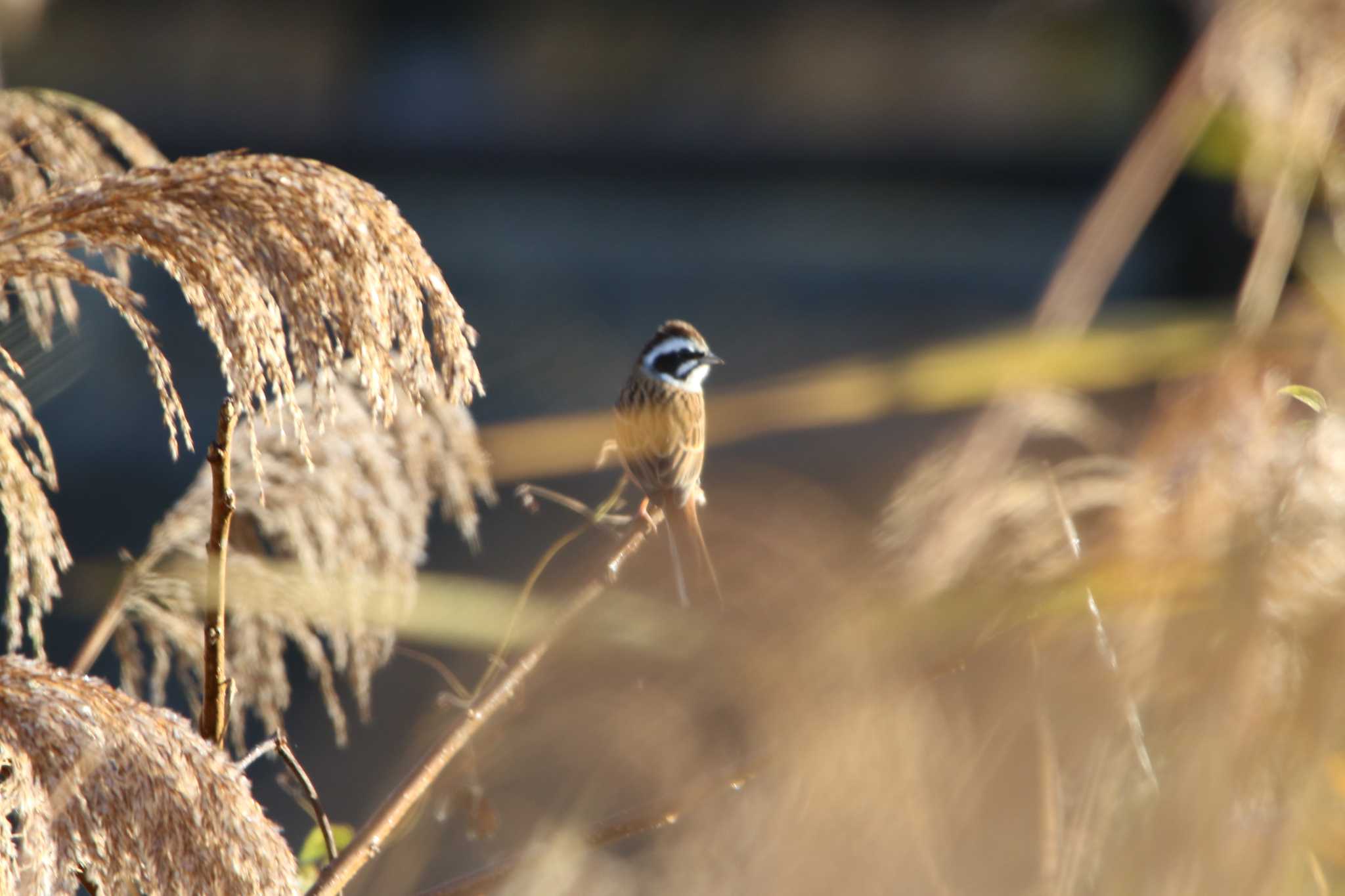 Meadow Bunting