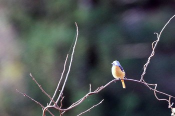 Daurian Redstart Koyama Dam Sun, 11/22/2020