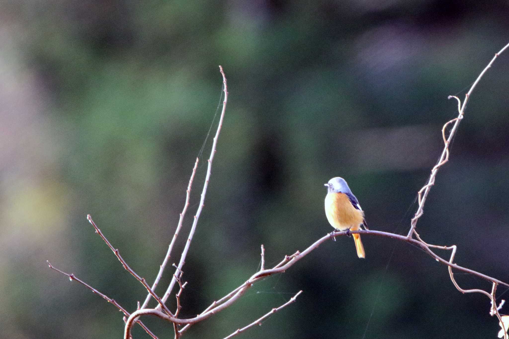 Daurian Redstart