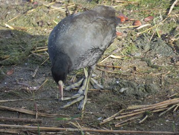 オオバン 米子水鳥公園 2016年10月10日(月)