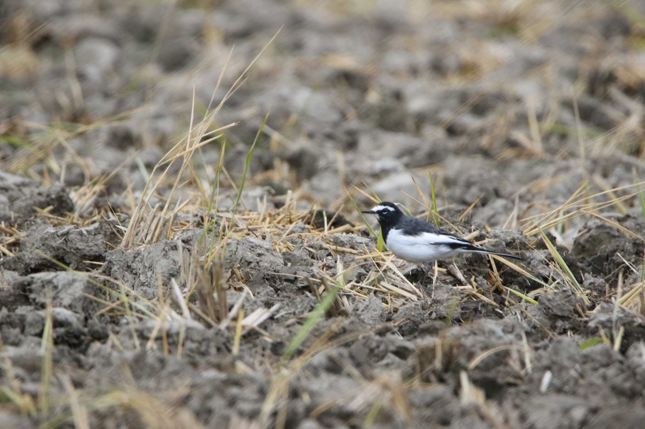 Japanese Wagtail