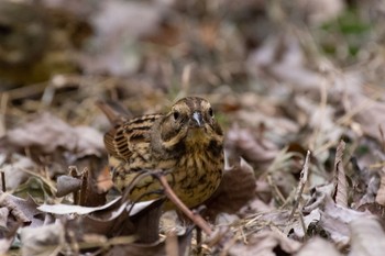 2020年11月22日(日) 明治神宮の野鳥観察記録