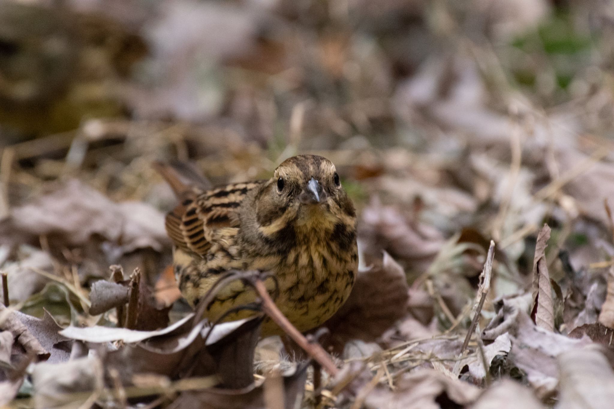 明治神宮 アオジの写真 by Marco Birds