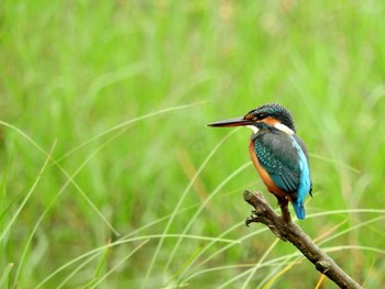 カワセミ 葛西臨海公園 2016年10月13日(木)