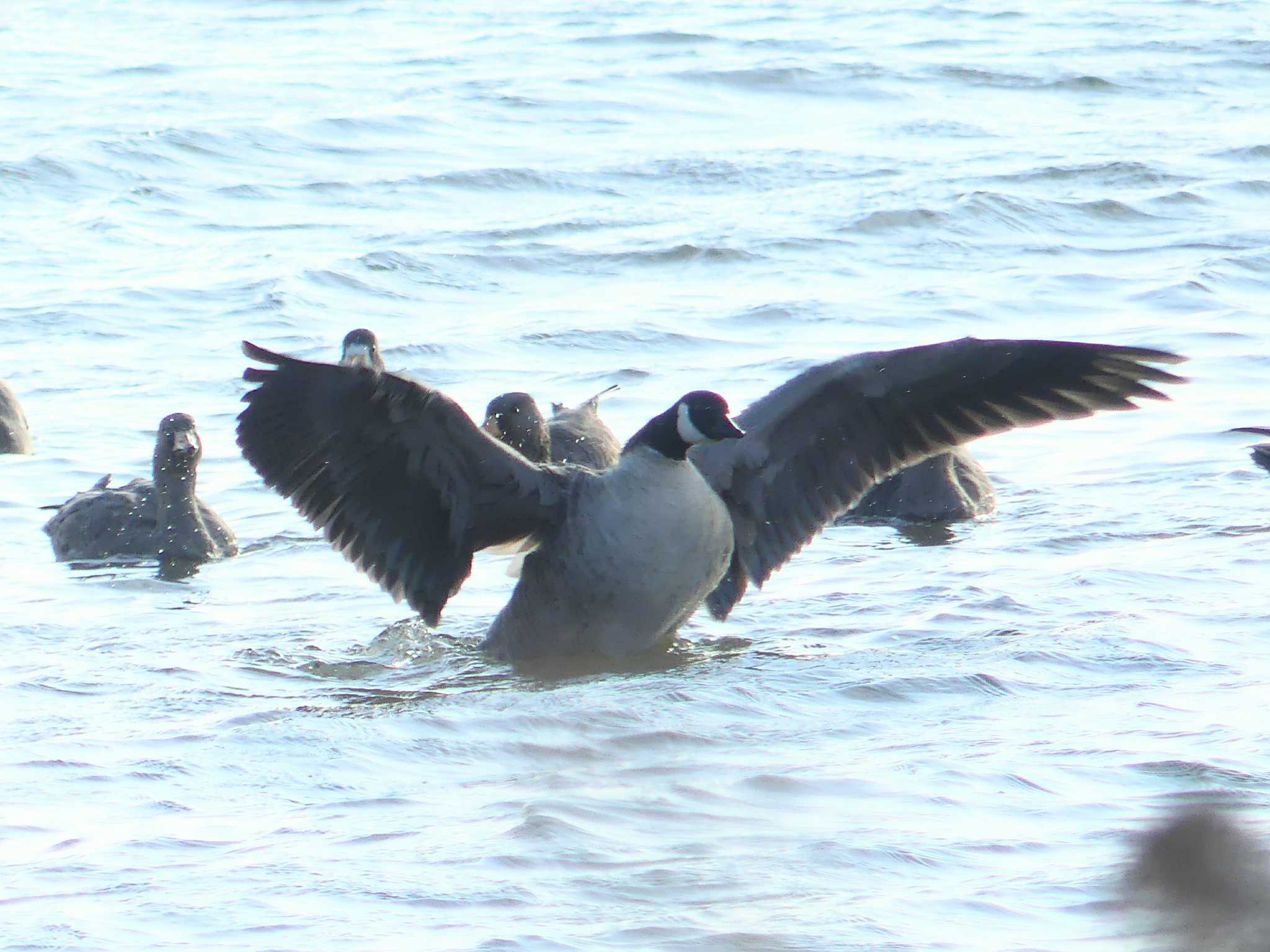 シジュウカラガン