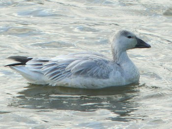 Sat, 11/21/2020 Birding report at 長都沼(千歳市)