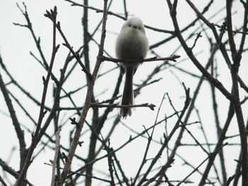 2020年11月22日(日) 北大研究林(北海道大学苫小牧研究林)の野鳥観察記録