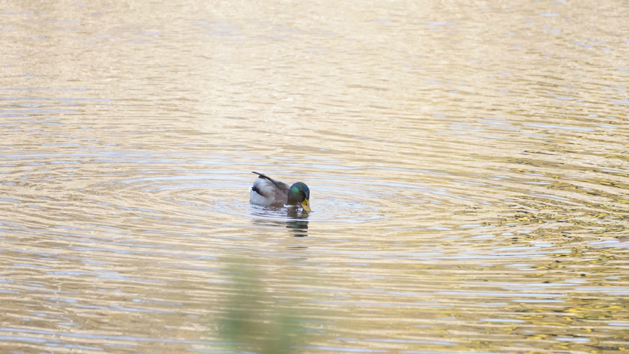 Mallard