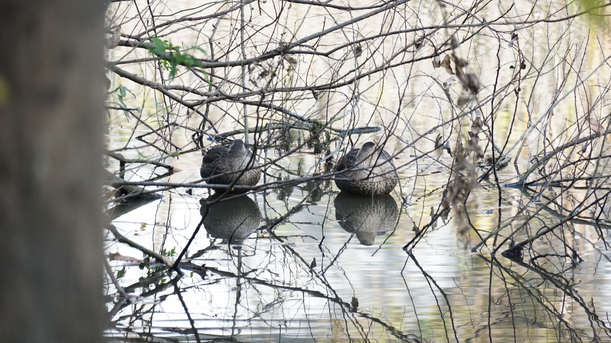 Eastern Spot-billed Duck